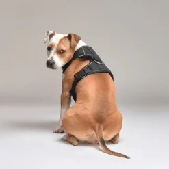 Street Dogs Arnes, Collares Y Correas^Arnés Comfort Para Perros StreetDogs Black M