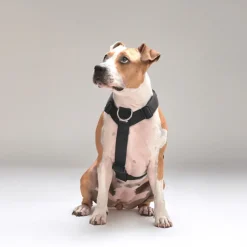 Street Dogs Arnes, Collares Y Correas^Arnés Strap para Perros Black M