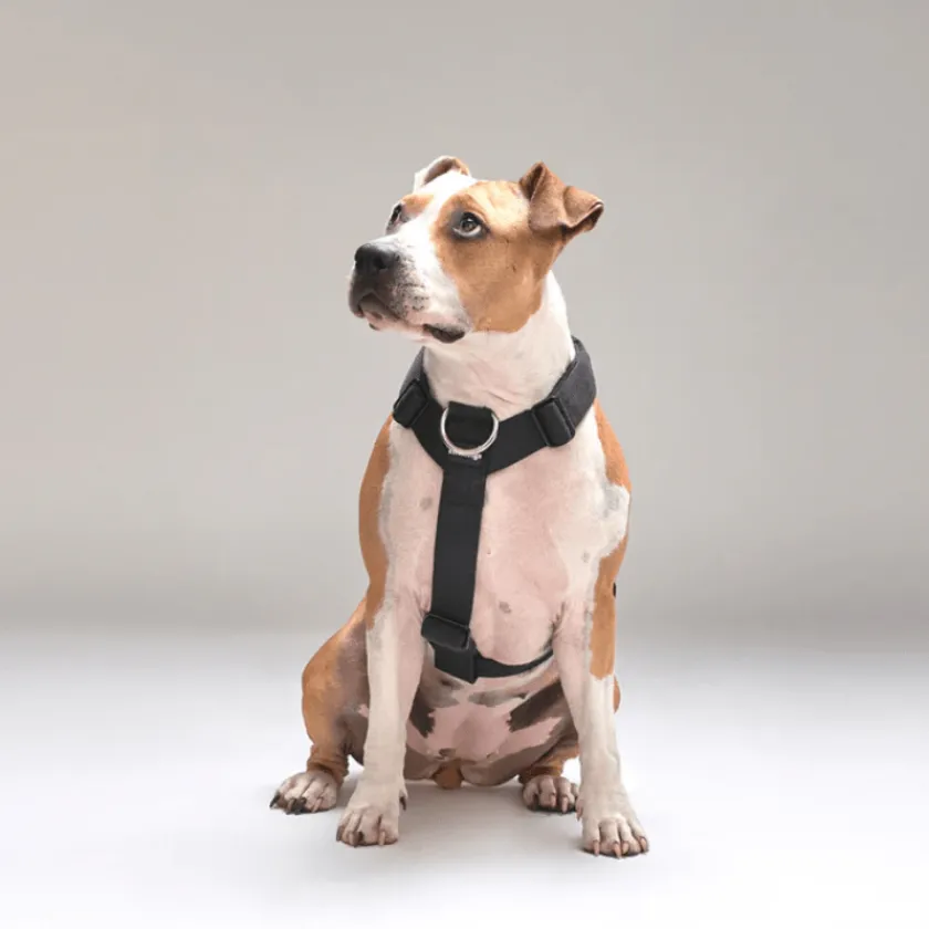 Street Dogs Arnes, Collares Y Correas^Arnés Strap para Perros Black M