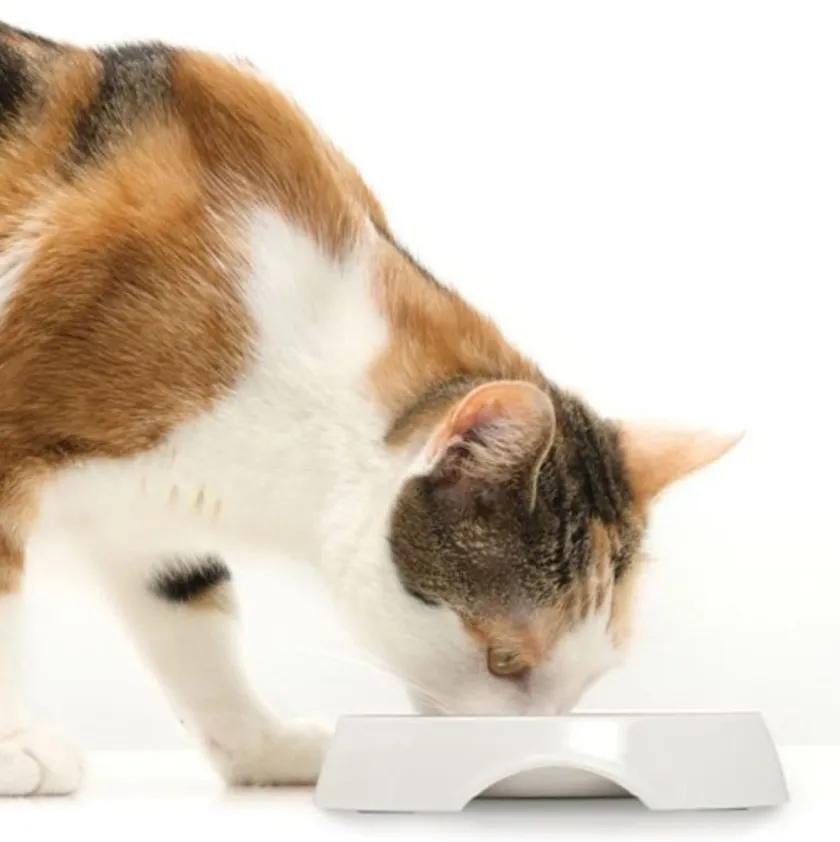 Cat it Comederos Y Fuentes De Agua^Plato Doble Acero Inoxidable con Borde Bajo Color Blanco