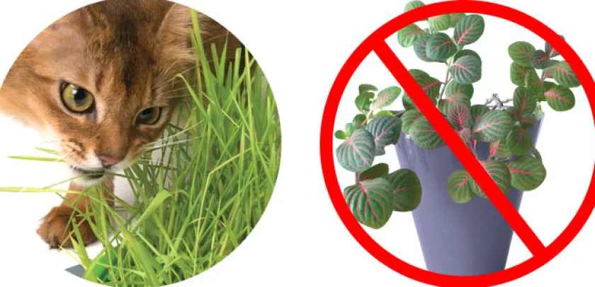 Cat it Hierba Gatera | Juguetes^Senses 2.0 Grass Planter