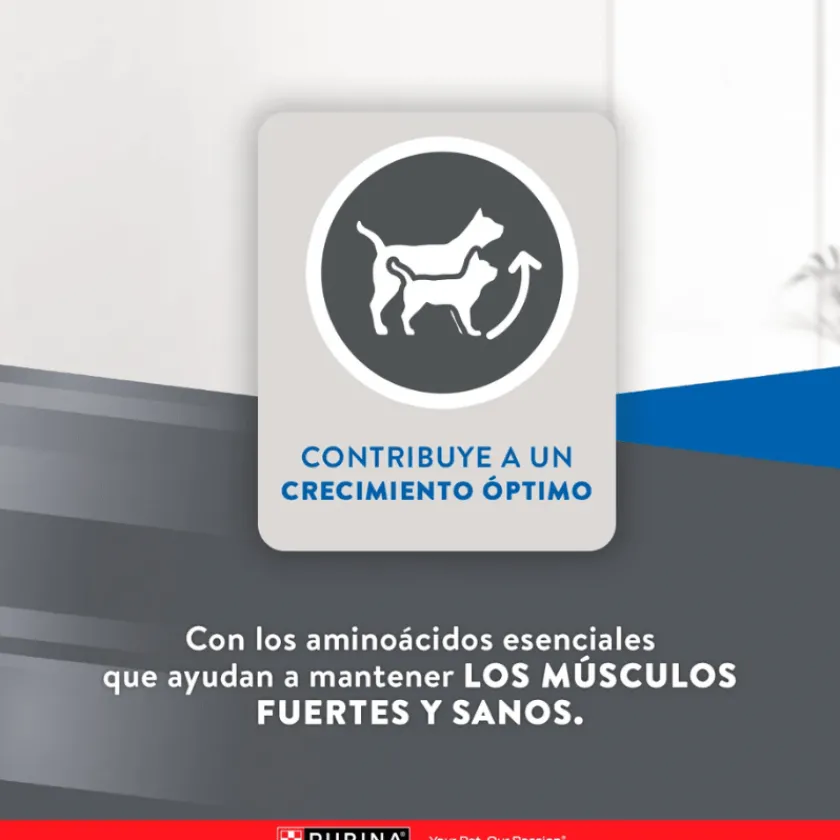 Excellent Gatitos (0 A 12 Meses)^Cat Kitten 7,5 kg