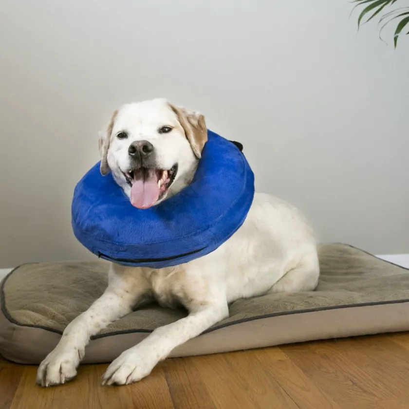 Kong Post Operatorio^Cloud - Talla Medium