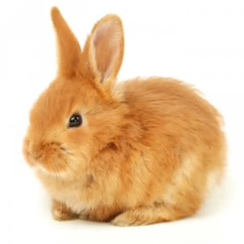 Mazuri Conejos^Conejo Rabbit Diet 1kg