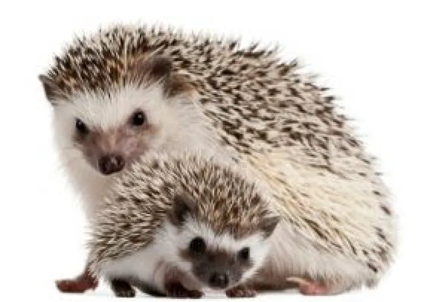 Mazuri Erizos De Tierra^Erizo de tierra Hedgehog Diet 2kg