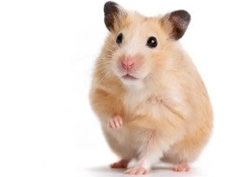 Mazuri Hámsters^Hamster Gerbil Diet 700gr