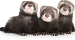 Mazuri Hurones^Hurón Ferret Diet 4.52kg