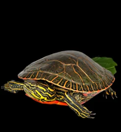 Mazuri Tortugas^Tortuga Acuática Turtle Diet 340gr