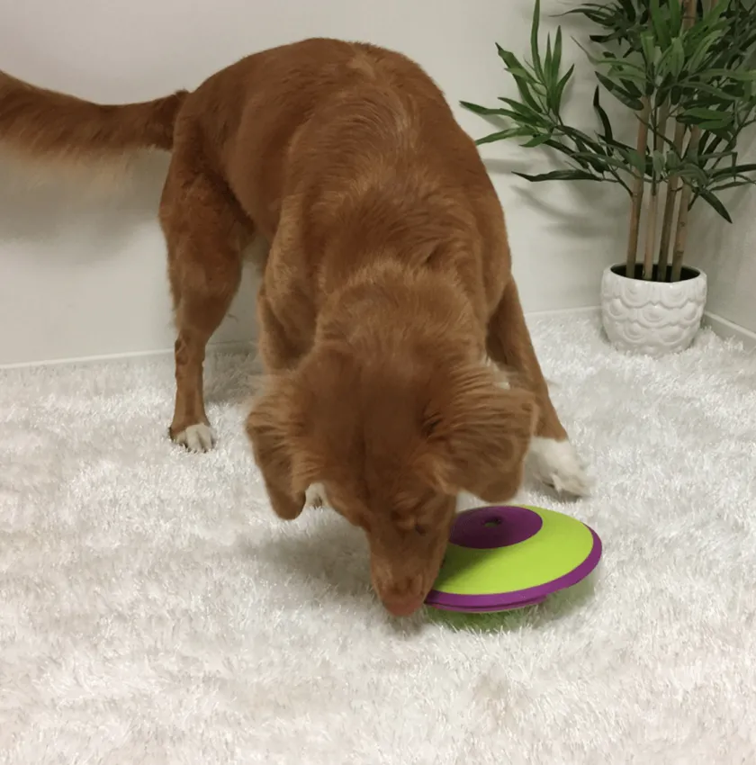 Nina Ottosson Juguetes^Dispensador Maze Nivel 2 Juguete para Perros