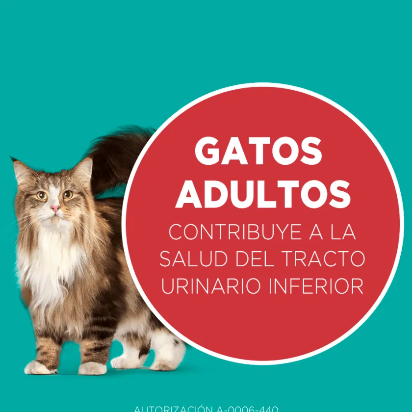 Purina One Adultos (1 A 7 Años)^PURINA® ONE® Adulto Pollo y Salmón 6kg
