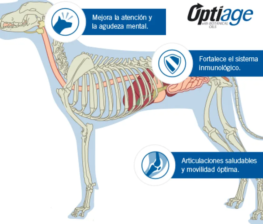 Pro Plan - Purina Senior (+7 Años)^Purina Pro Plan Active Mind 7+ Medium and Large con OptiAge 15kg