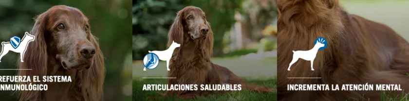 Pro Plan - Purina Senior (+7 Años)^Purina Pro Plan Active Mind 7+ Medium and Large con OptiAge 15kg