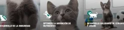 Pro Plan - Purina Gatitos (0 A 12 Meses)^Purina Pro Plan Cat Kitten con OptiStart 3kg