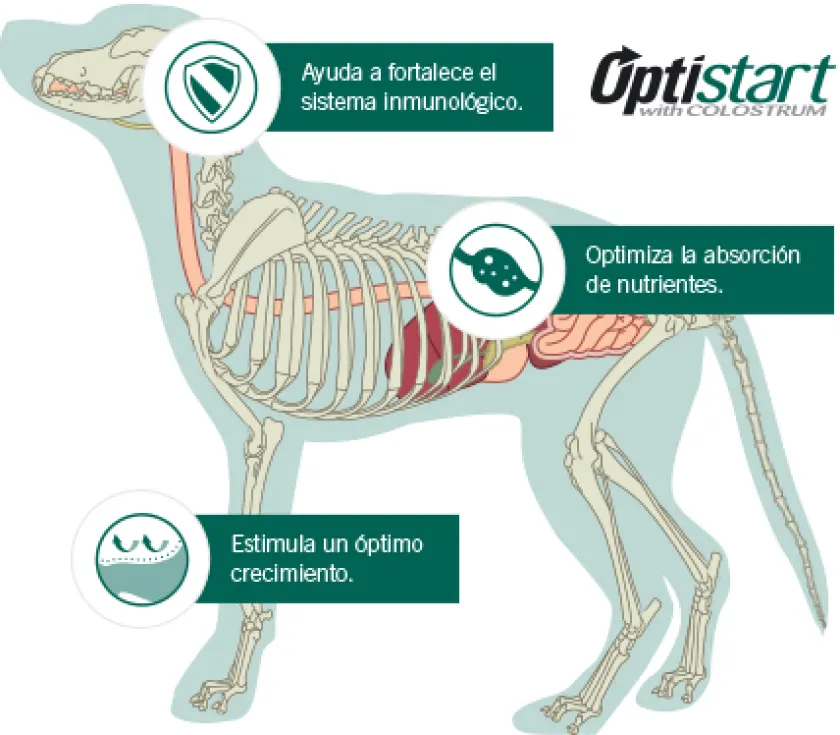 Pro Plan - Purina Cachorros (0 A 12 Meses)^Purina Pro Plan Puppy Small con OptiStar 3kg