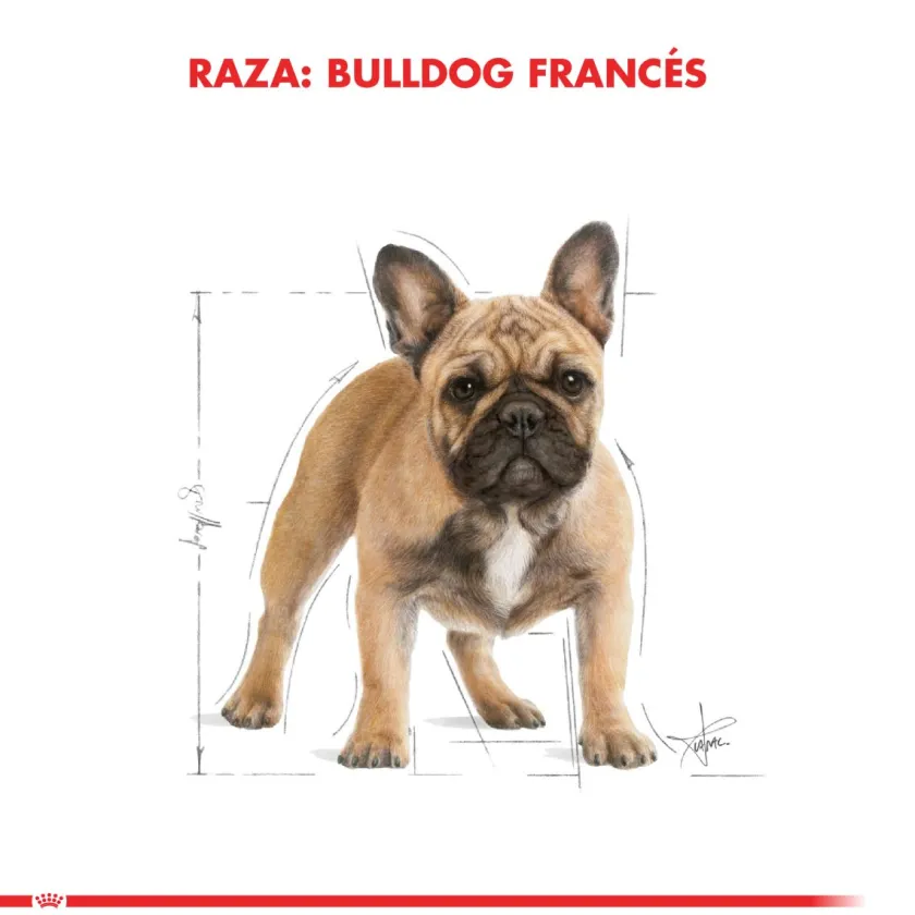 Royal Canin Específicos Para Razas^Bulldog Frances Adulto 2.5kg