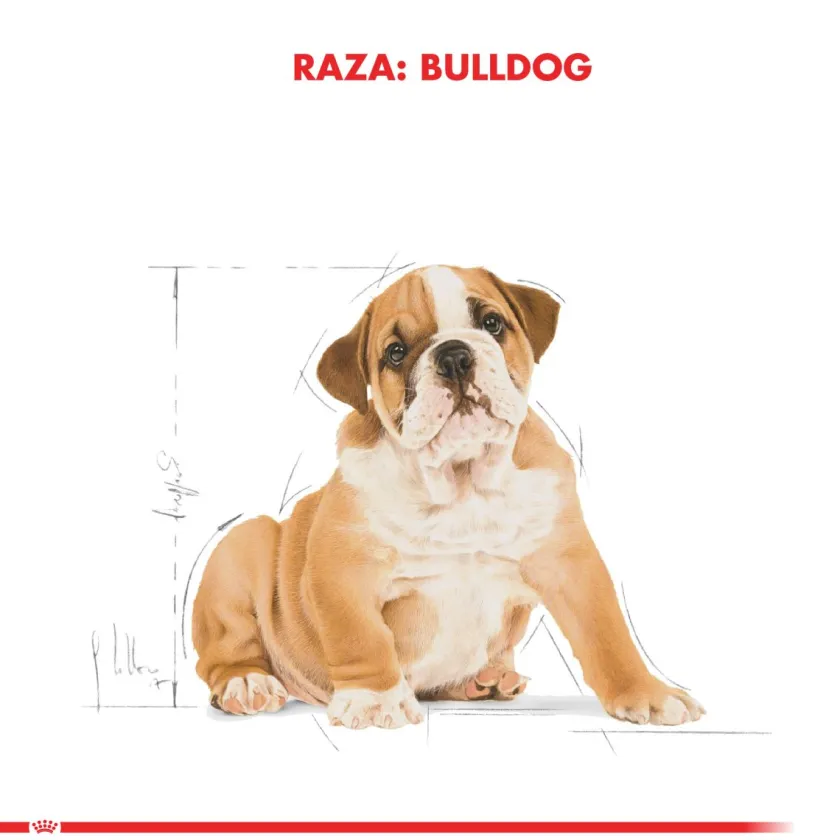 Royal Canin Específicos Para Razas^Bulldog Ingles Junior 12kg