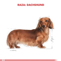 Royal Canin Específicos Para Razas^Dachshund Teckel 7.5kg