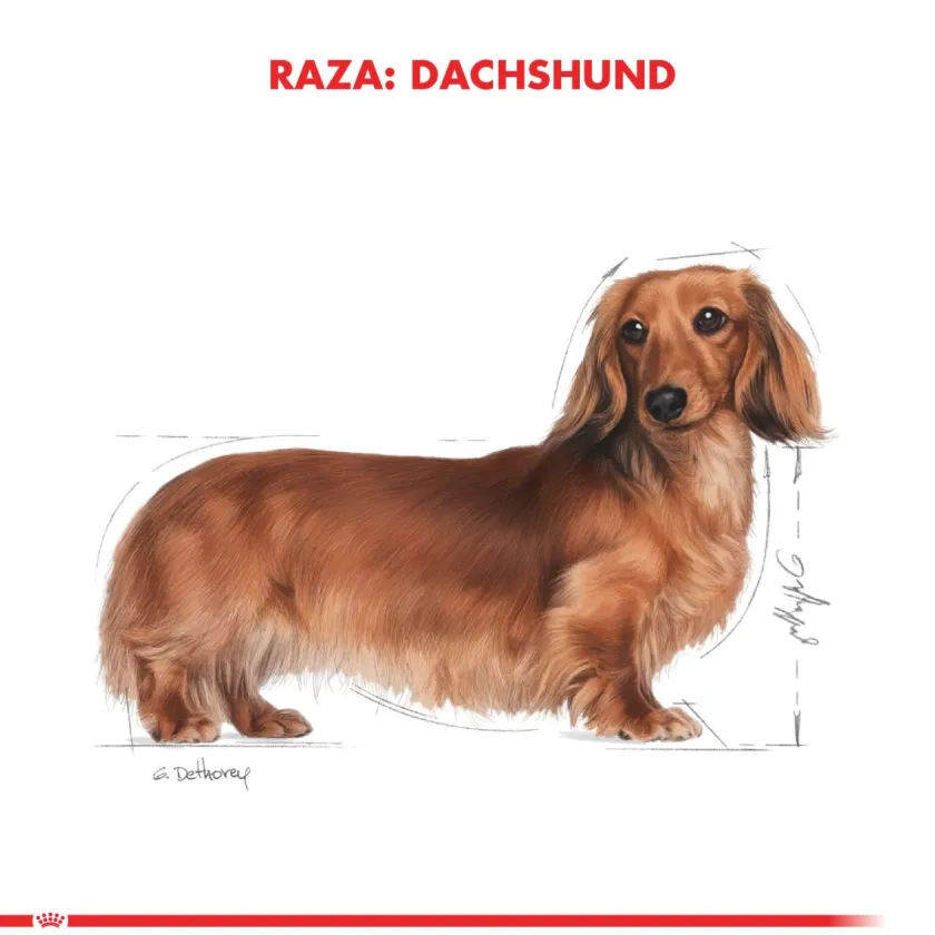 Royal Canin Específicos Para Razas^Dachshund Teckel 7.5kg