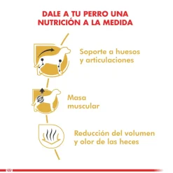 Royal Canin Específicos Para Razas^Dachshund Teckel 2.5kg