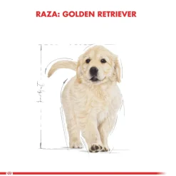Royal Canin Específicos Para Razas^Golden Retriever Junior 12kg