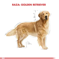 Royal Canin Específicos Para Razas^Golden Retriever Adulto 12kg