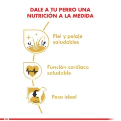 Royal Canin Específicos Para Razas^Golden Retriever Adulto 12kg