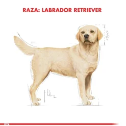 Royal Canin Específicos Para Razas^Labrador Retriever Adulto 12kg