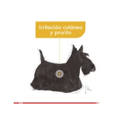 Royal Canin Adultos (1 A 7 Años)^Mini Dermaconfort 2.5kg