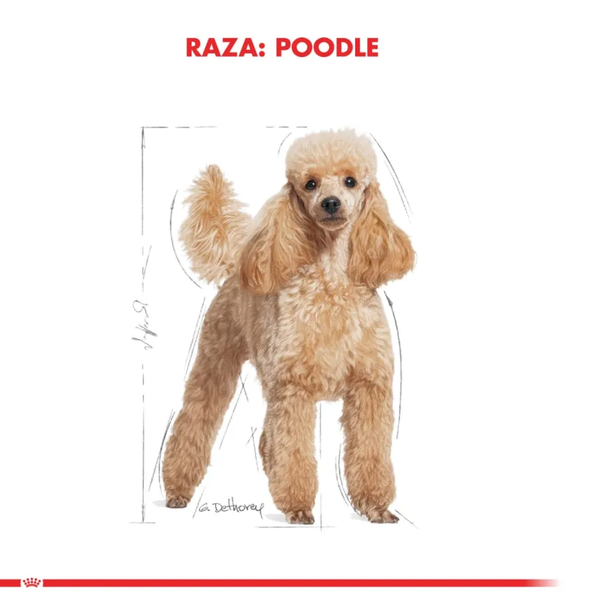 Royal Canin Específicos Para Razas^Poodle Adulto 2.5kg