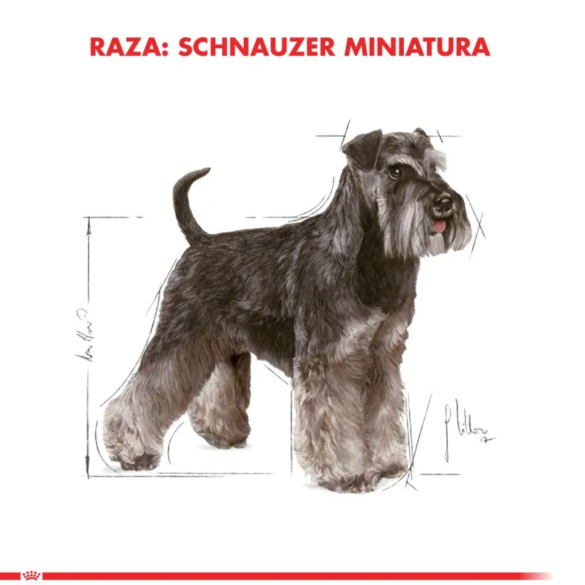 Royal Canin Específicos Para Razas^Schnauzer Adulto 2.5kg