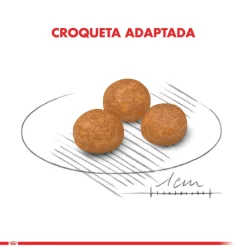 Royal Canin Adultos (1 A 7 Años)^XSmall Adult 1kg