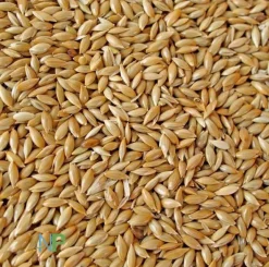 Versele-Laga Aves^Semilla Alpiste para Canarios 1kg