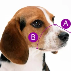 Zeus Adiestramiento^Bozal para perros Alpha